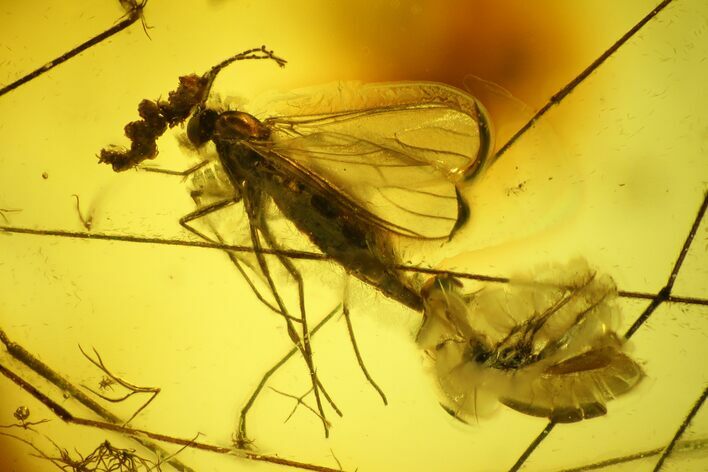 Two Detailed Fossil Flies (Diptera) In Baltic Amber #142233